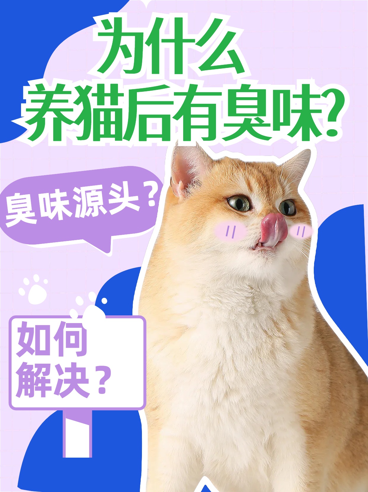 为什么养猫后有臭味.jpg